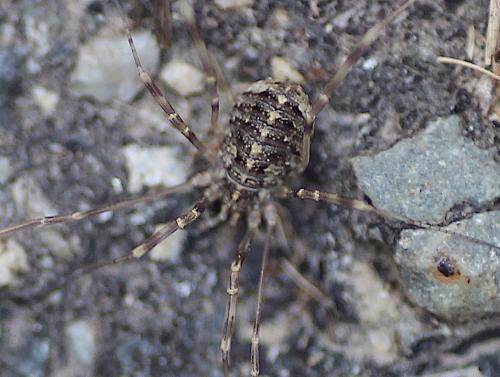 Réf. 192 353 : Opilio saxatilis